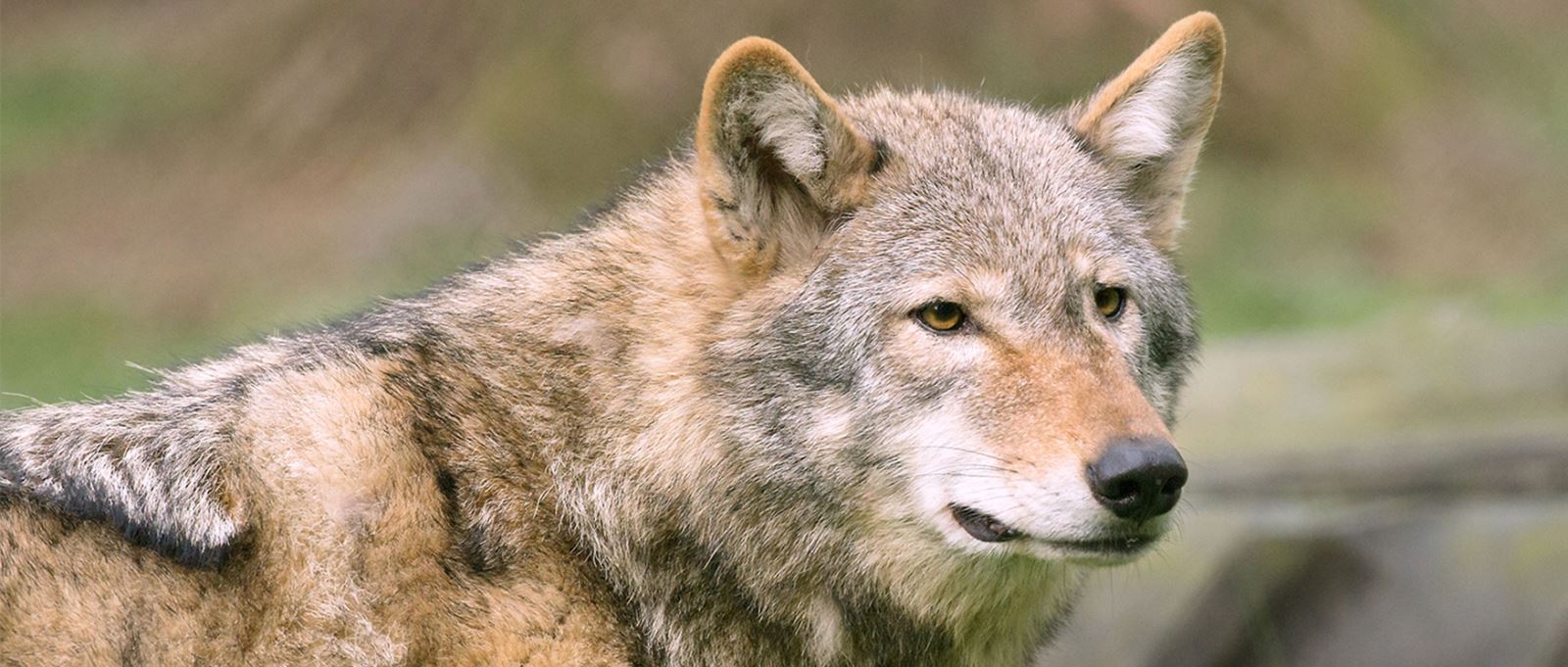 Wolf at New Forest Wildlife Park